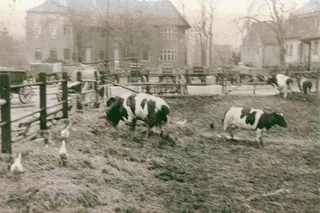 Kühe im Innenhof, 1953